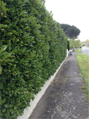 TAILLER UNE HAIE-JARDINIER