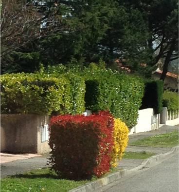 JARDINAGE-HAIE